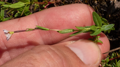 Epilobium oregonense