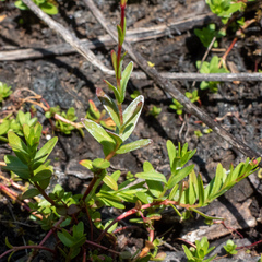 Epilobium oregonense