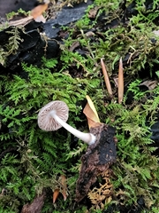 Pluteus septocystidiatus