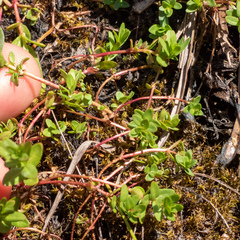 Epilobium oregonense