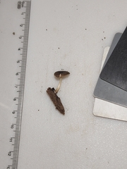 Pluteus septocystidiatus