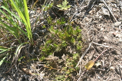 Sabulina dawsonensis