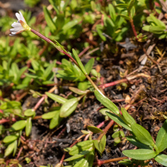 Epilobium oregonense