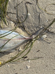 Caranginae