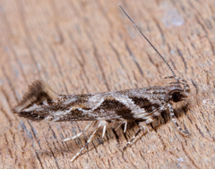 Aristotelia fungivorella