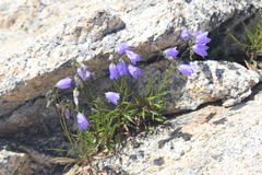 Campanula intercedens