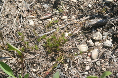 Sabulina dawsonensis