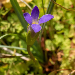 Gentianopsis simplex