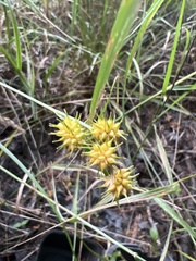 Carex cryptolepis