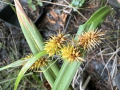 Carex cryptolepis