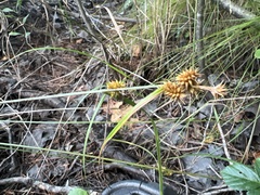 Carex cryptolepis