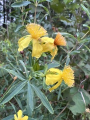 Hypericum swinkianum