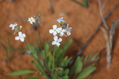 Phlegmatospermum cochlearinum