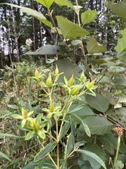 Hypericum swinkianum