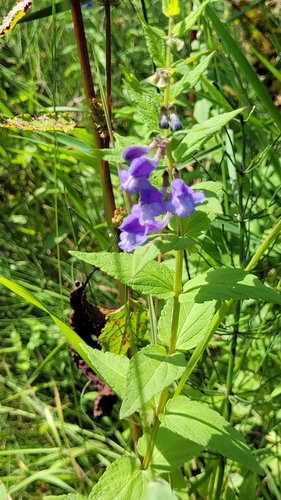 Scutellaria yezoensis iNat (2)