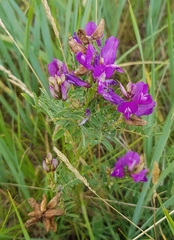 Astragalus danicus