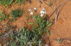 Phlegmatospermum cochlearinum