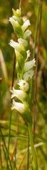 Spiranthes perexilis