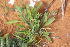 Phlegmatospermum cochlearinum