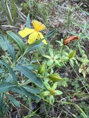 Hypericum swinkianum