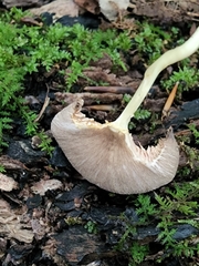 Pluteus deceptivus