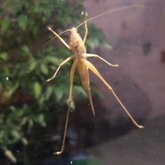Neoconocephalus triops