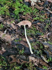 Pluteus deceptivus