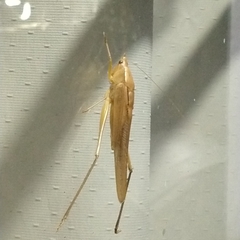Neoconocephalus triops