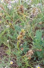 Astragalus inopinatus