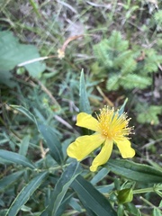 Hypericum swinkianum