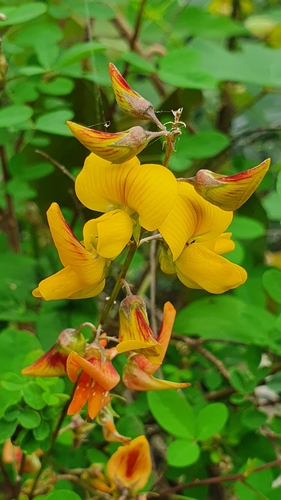 Crotalaria incana