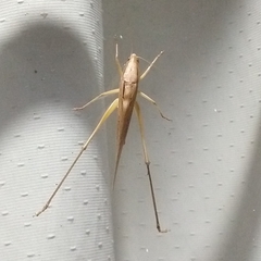 Neoconocephalus triops