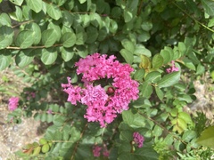 Lagerstroemia indica