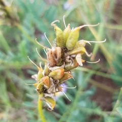 Astragalus inopinatus