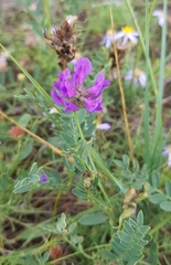Astragalus danicus