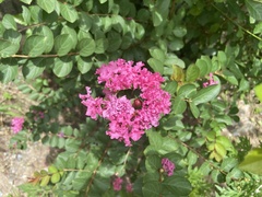 Lagerstroemia indica