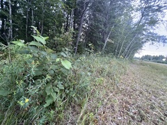 Hypericum swinkianum