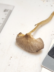 Pluteus deceptivus