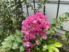 Lagerstroemia indica