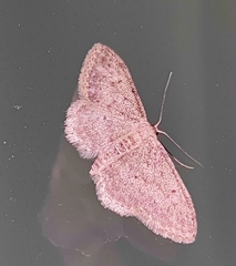 Idaea seriata