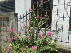 Lagerstroemia indica