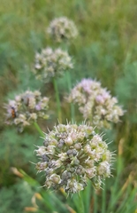 Allium splendens