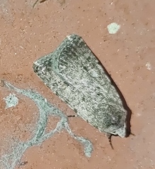 Caradrina clavipalpis