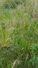 Stipa splendens