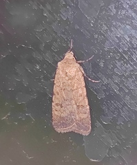 Caradrina clavipalpis