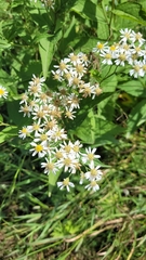 Aster glehnii
