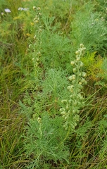 Artemisia gmelinii