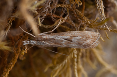 Catoptria oregonicus