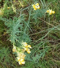 Linaria buriatica