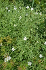 Stellaria dichotoma
